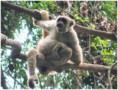 /album/galeria-de-fotos/nono-do-carvoeiro-ou-muriqui-jpg/